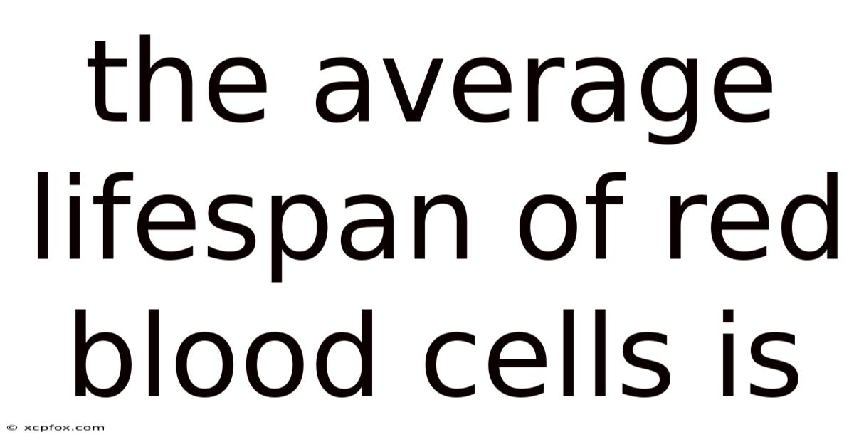 The Average Lifespan Of Red Blood Cells Is
