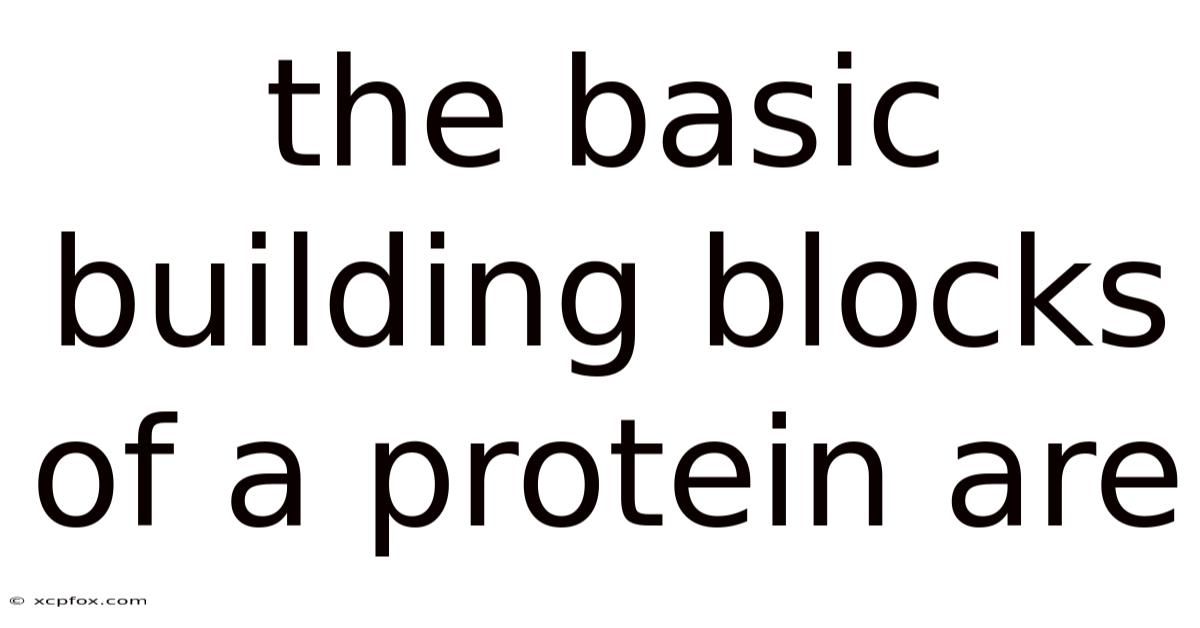 The Basic Building Blocks Of A Protein Are