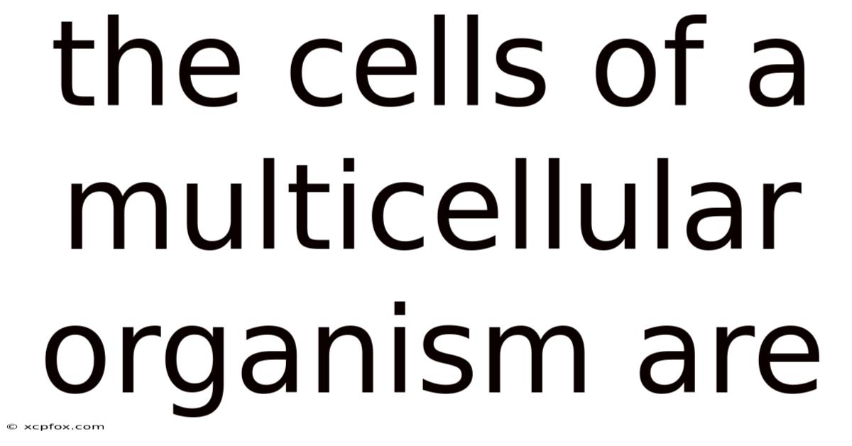 The Cells Of A Multicellular Organism Are