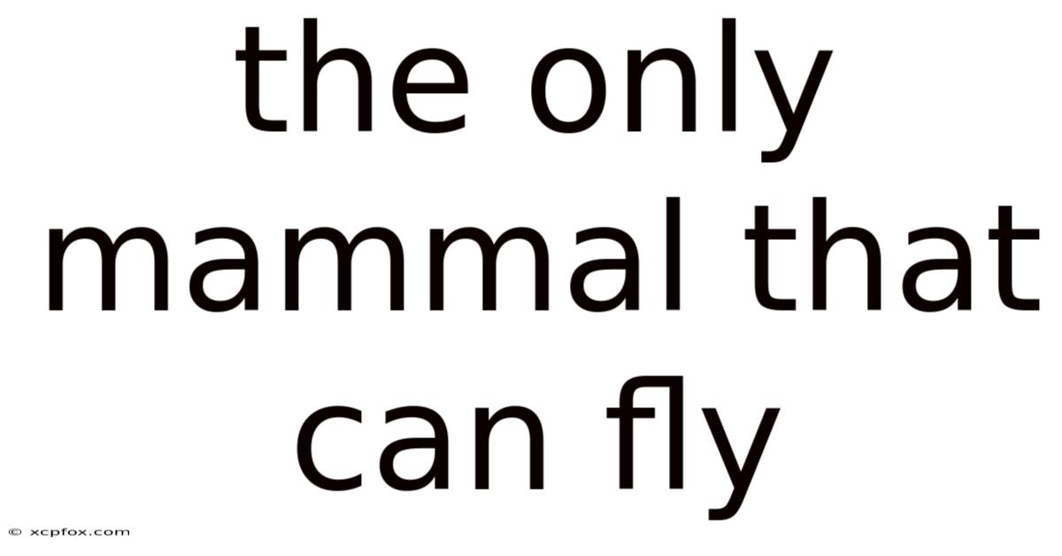 The Only Mammal That Can Fly