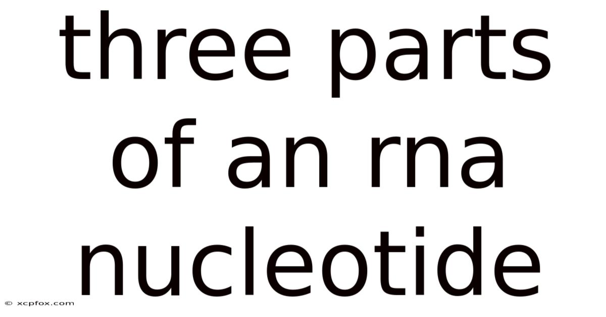 Three Parts Of An Rna Nucleotide