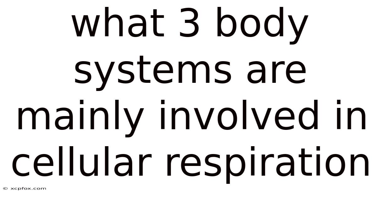 What 3 Body Systems Are Mainly Involved In Cellular Respiration