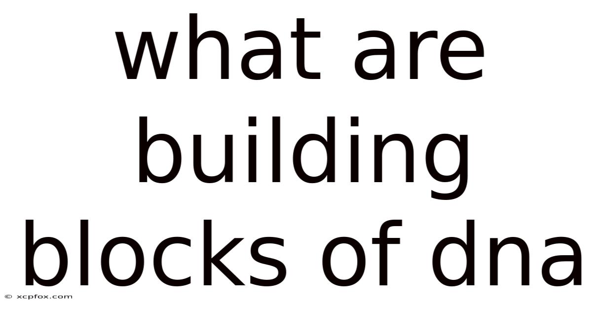 What Are Building Blocks Of Dna