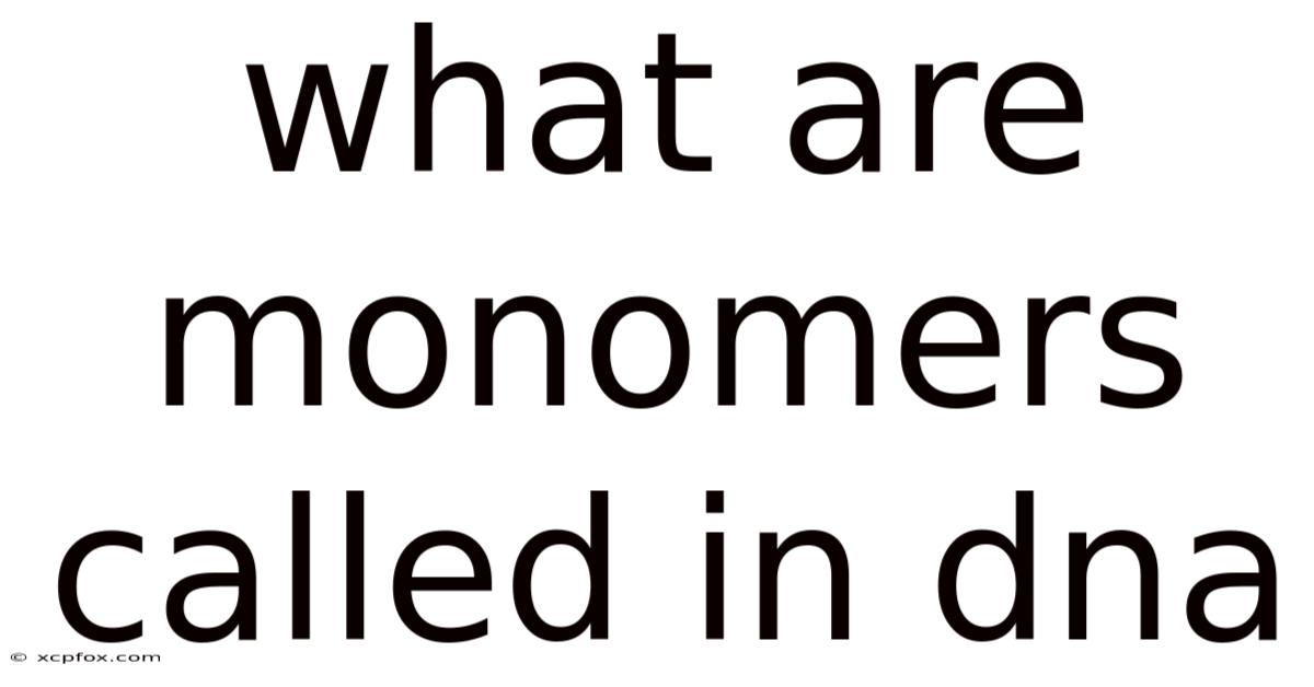 What Are Monomers Called In Dna