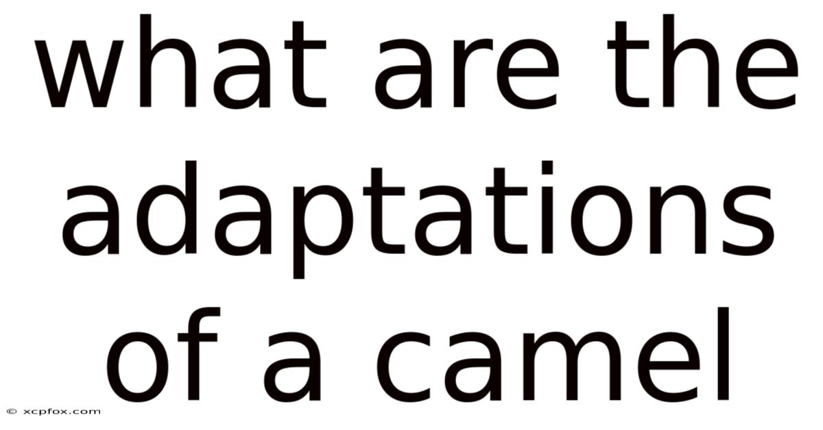 What Are The Adaptations Of A Camel