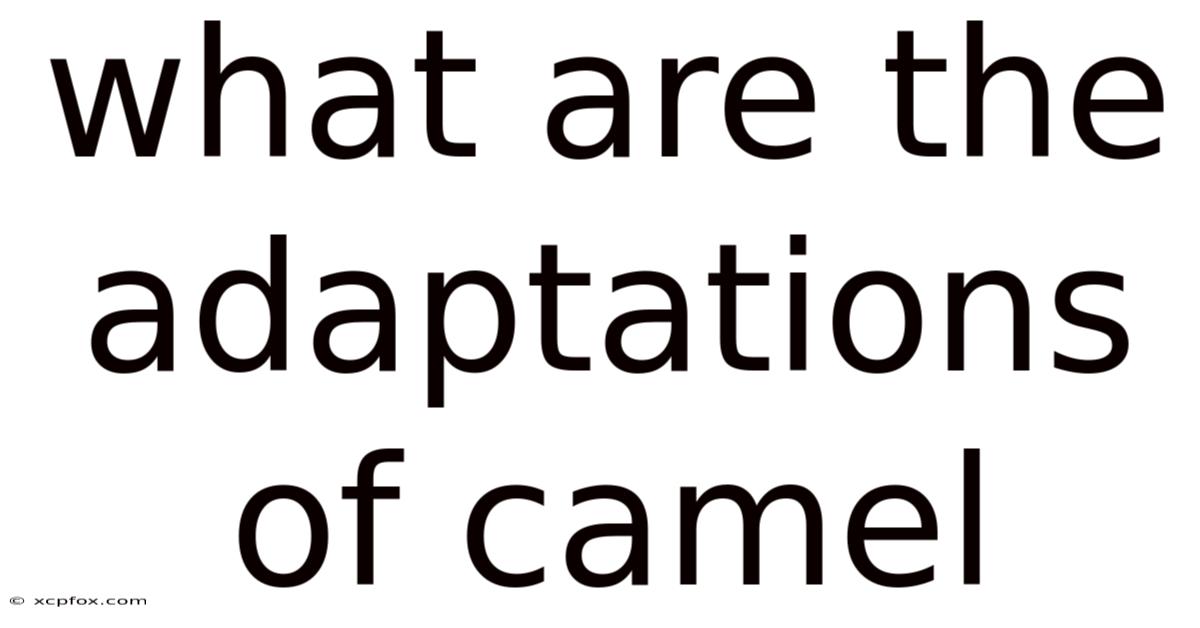 What Are The Adaptations Of Camel