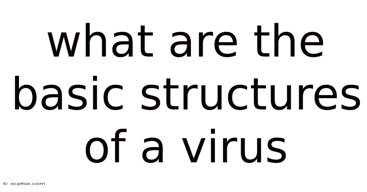 What Are The Basic Structures Of A Virus