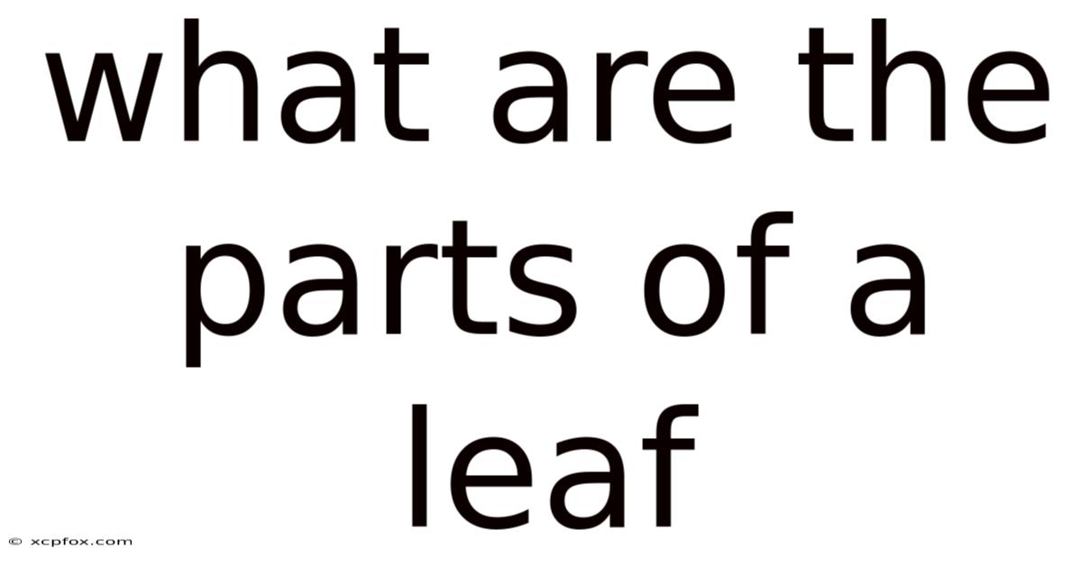 What Are The Parts Of A Leaf