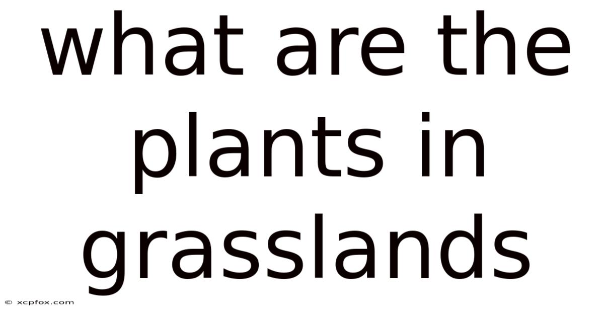 What Are The Plants In Grasslands