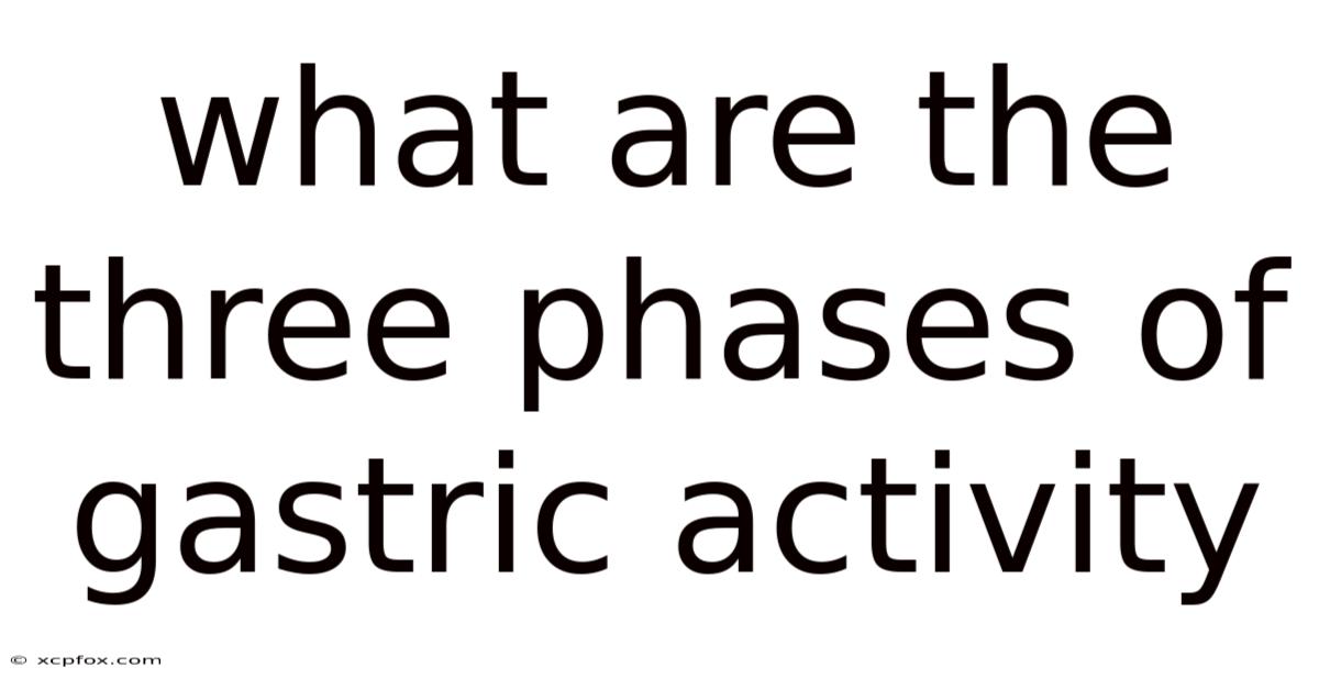 What Are The Three Phases Of Gastric Activity