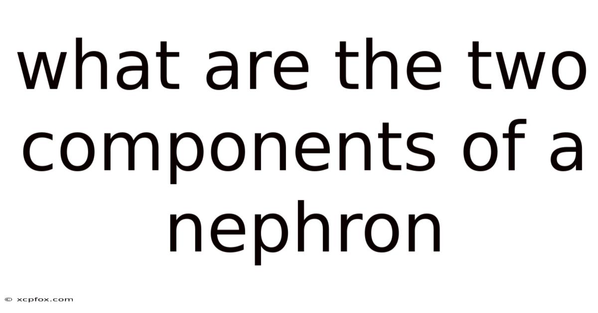 What Are The Two Components Of A Nephron