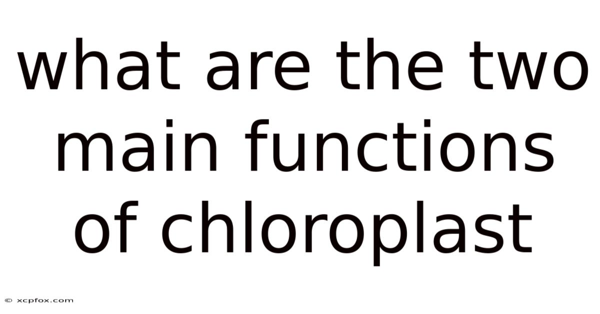 What Are The Two Main Functions Of Chloroplast