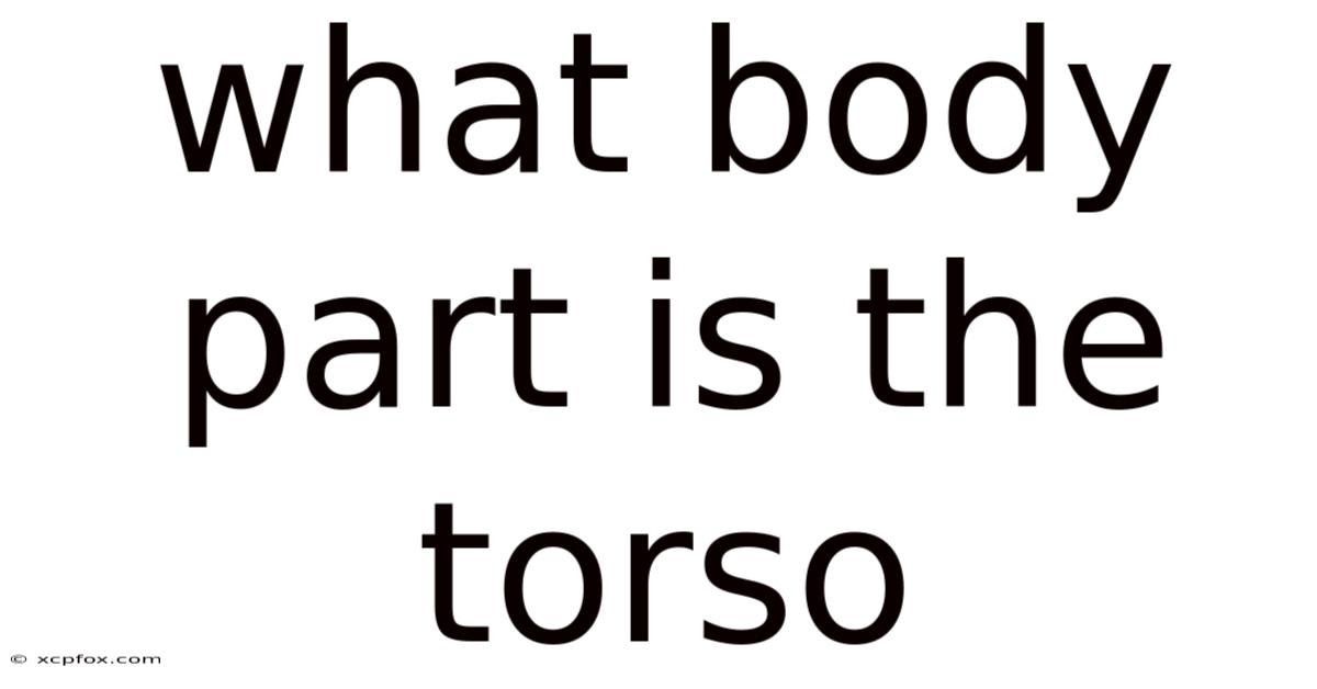 What Body Part Is The Torso