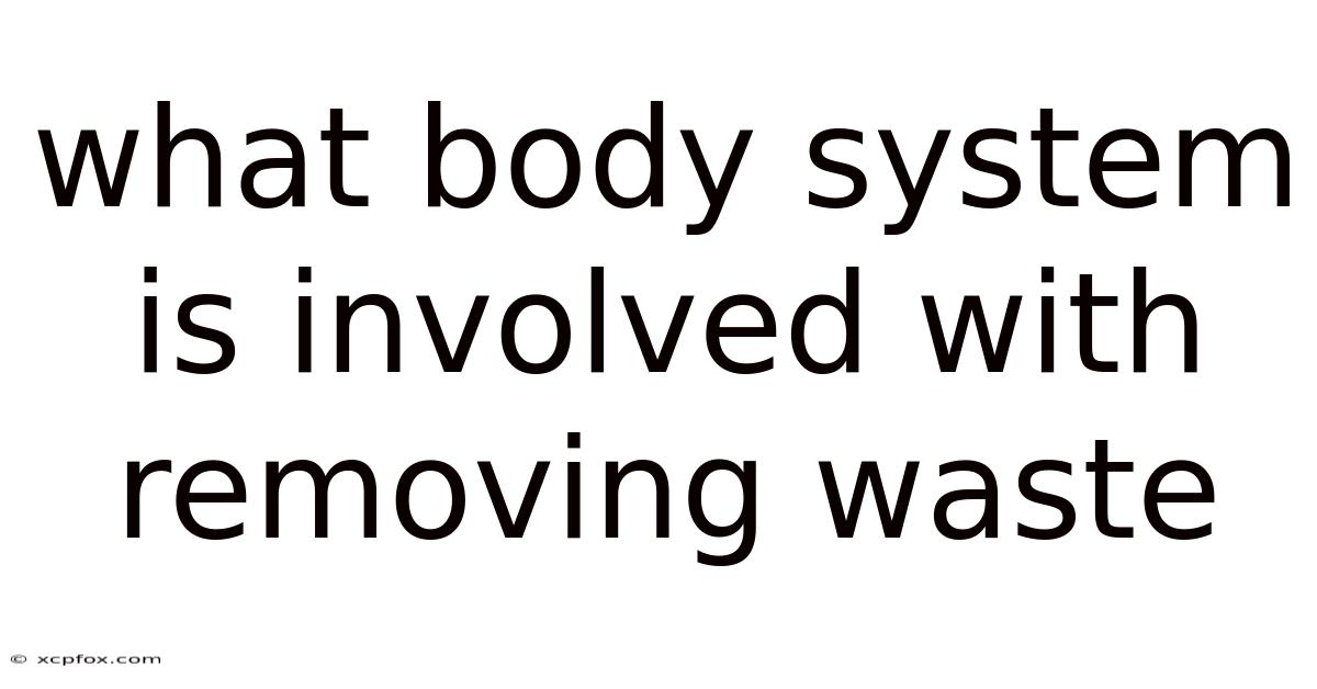 What Body System Is Involved With Removing Waste