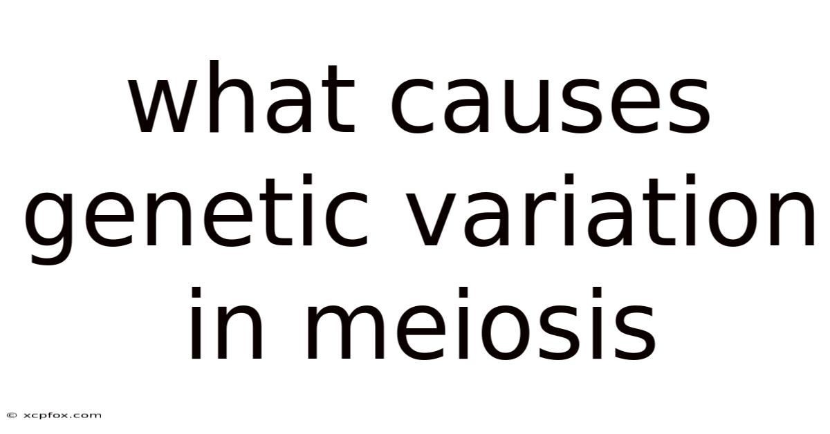 What Causes Genetic Variation In Meiosis
