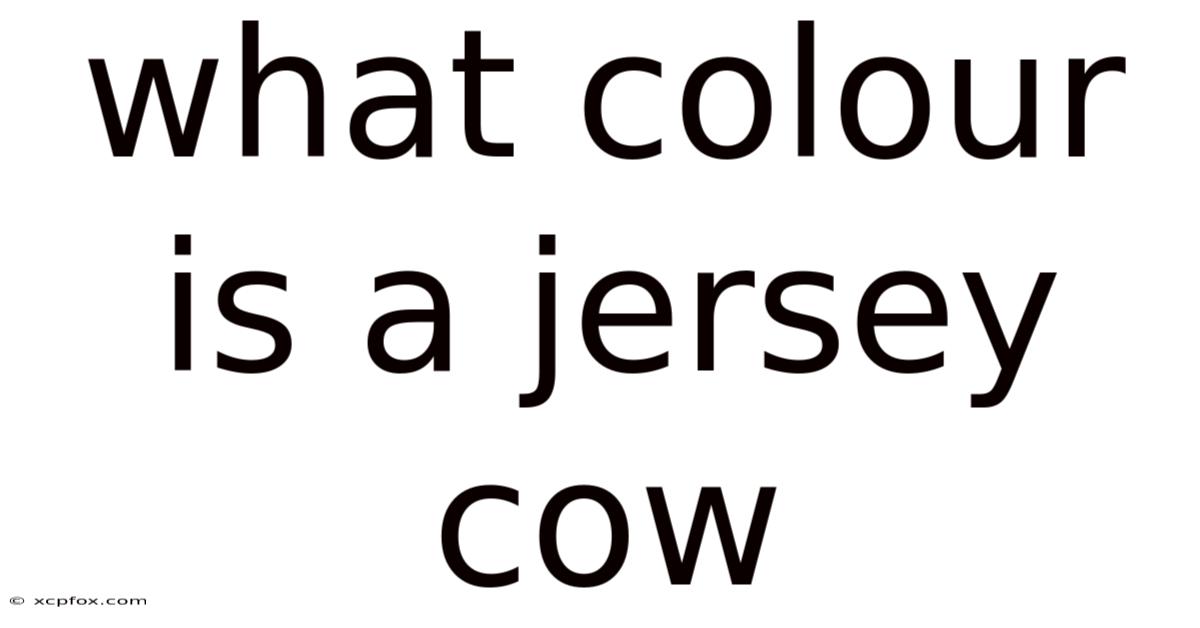 What Colour Is A Jersey Cow