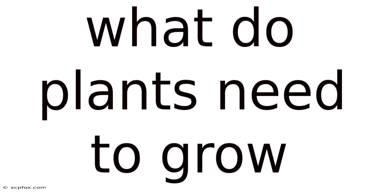 What Do Plants Need To Grow
