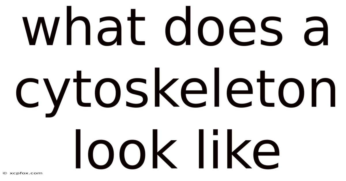 What Does A Cytoskeleton Look Like