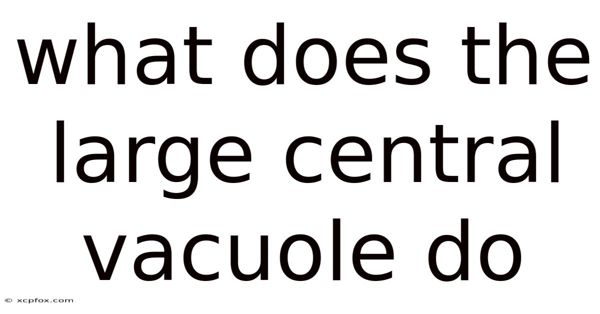 What Does The Large Central Vacuole Do