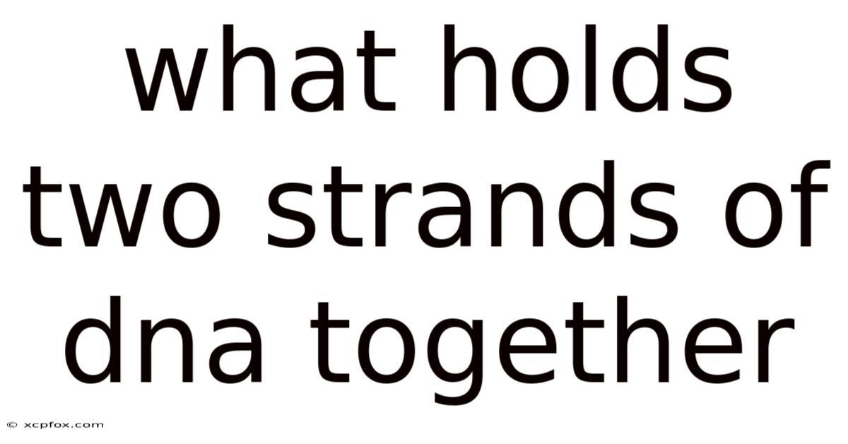 What Holds Two Strands Of Dna Together