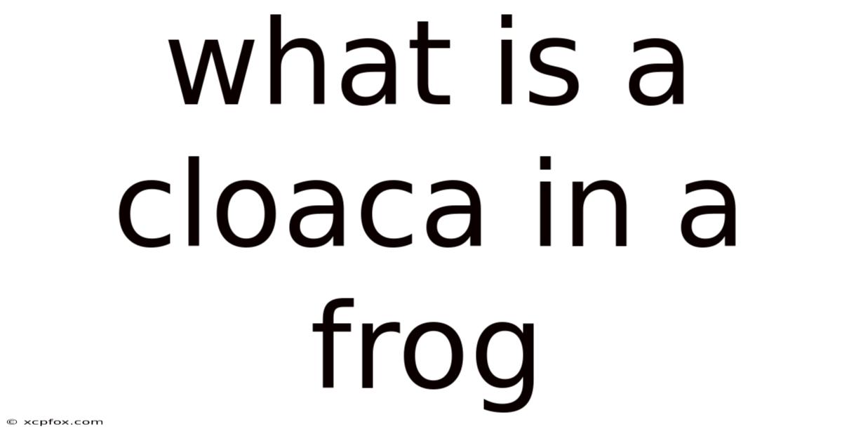 What Is A Cloaca In A Frog