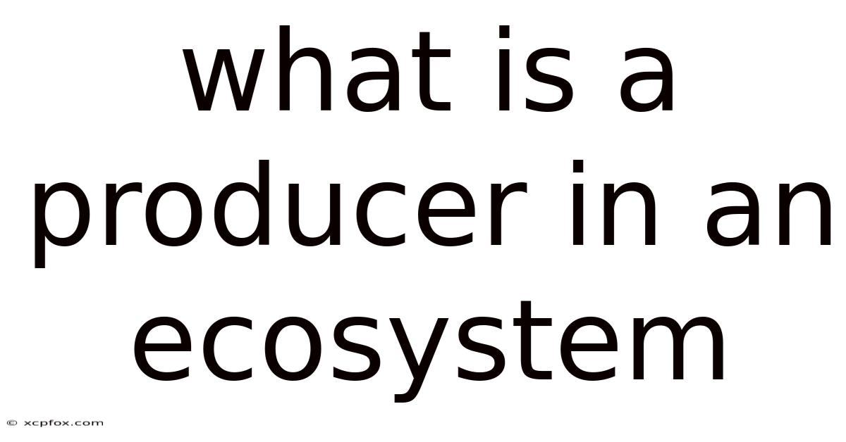 What Is A Producer In An Ecosystem