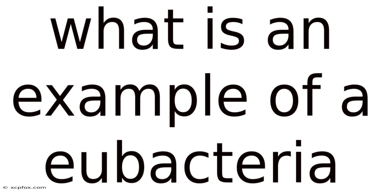 What Is An Example Of A Eubacteria