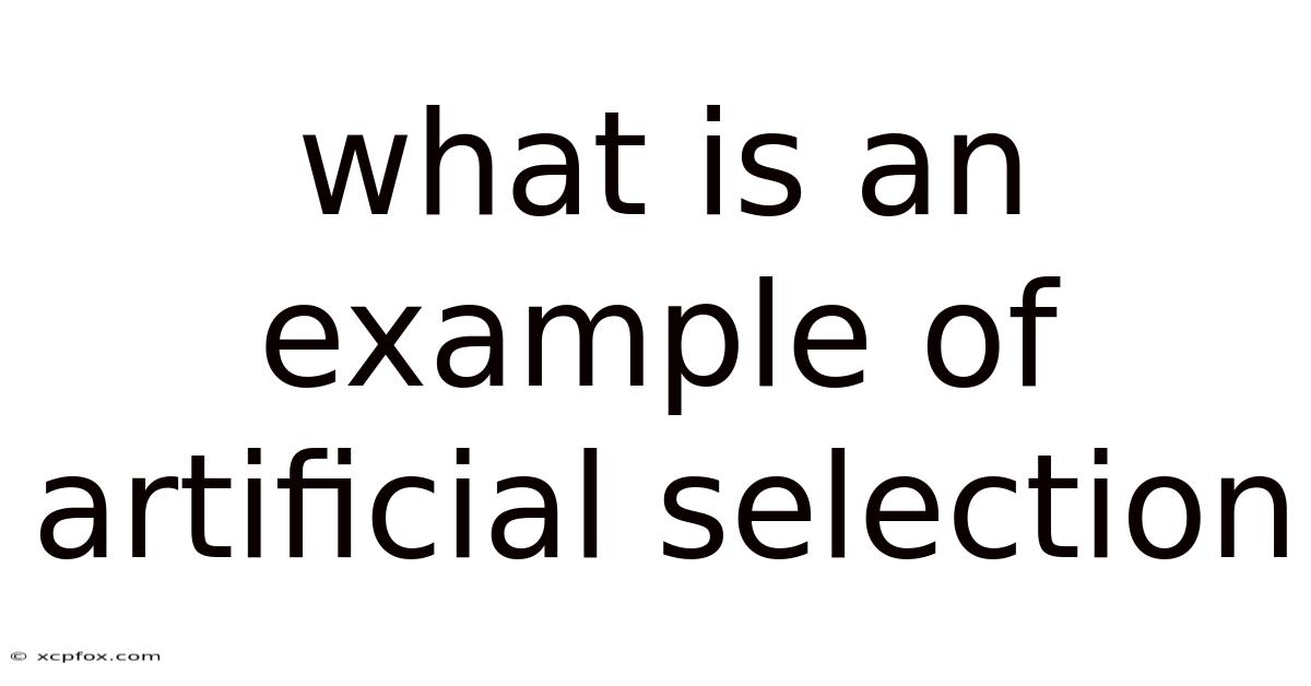 What Is An Example Of Artificial Selection