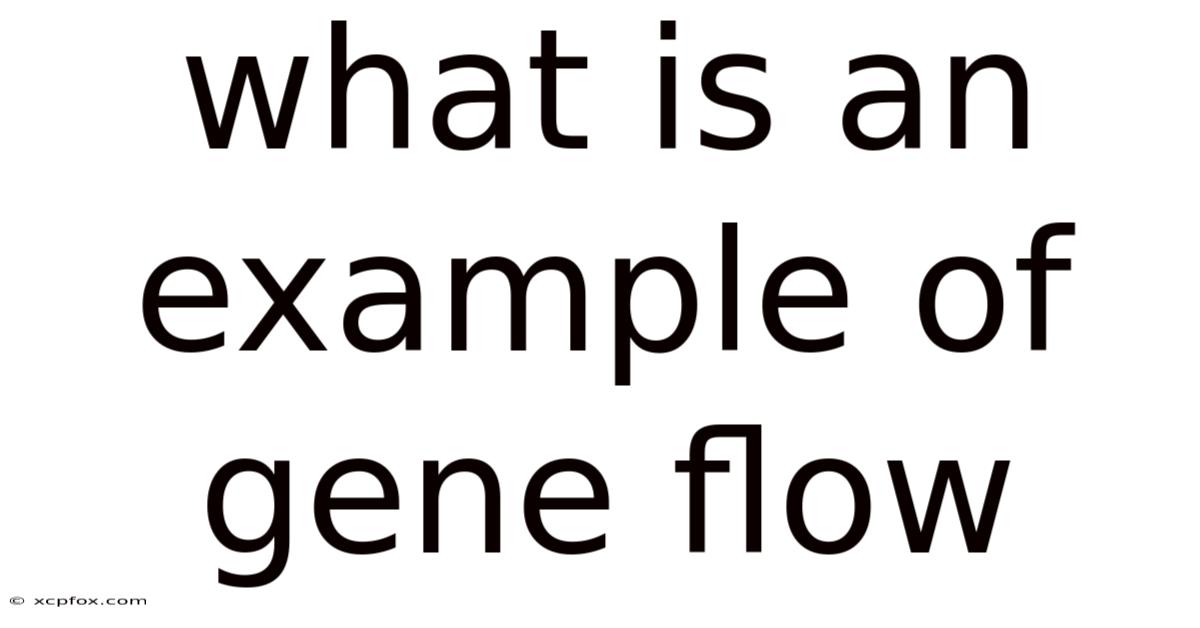 What Is An Example Of Gene Flow