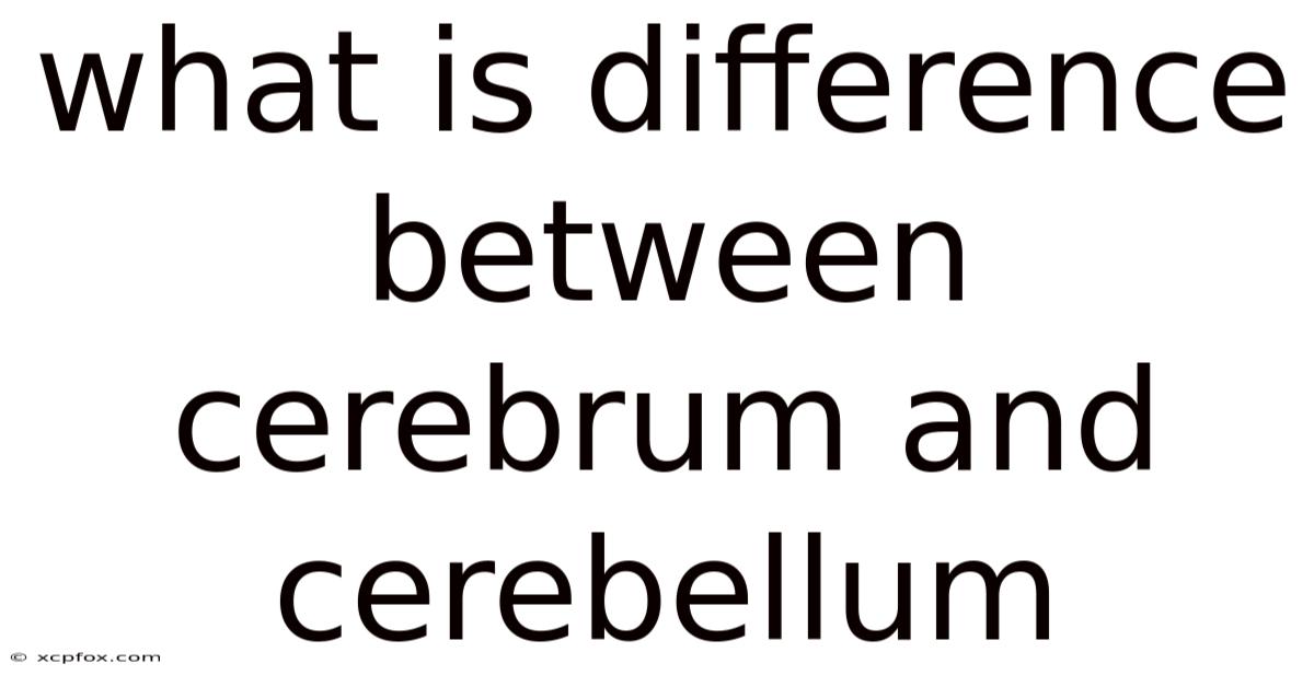 What Is Difference Between Cerebrum And Cerebellum