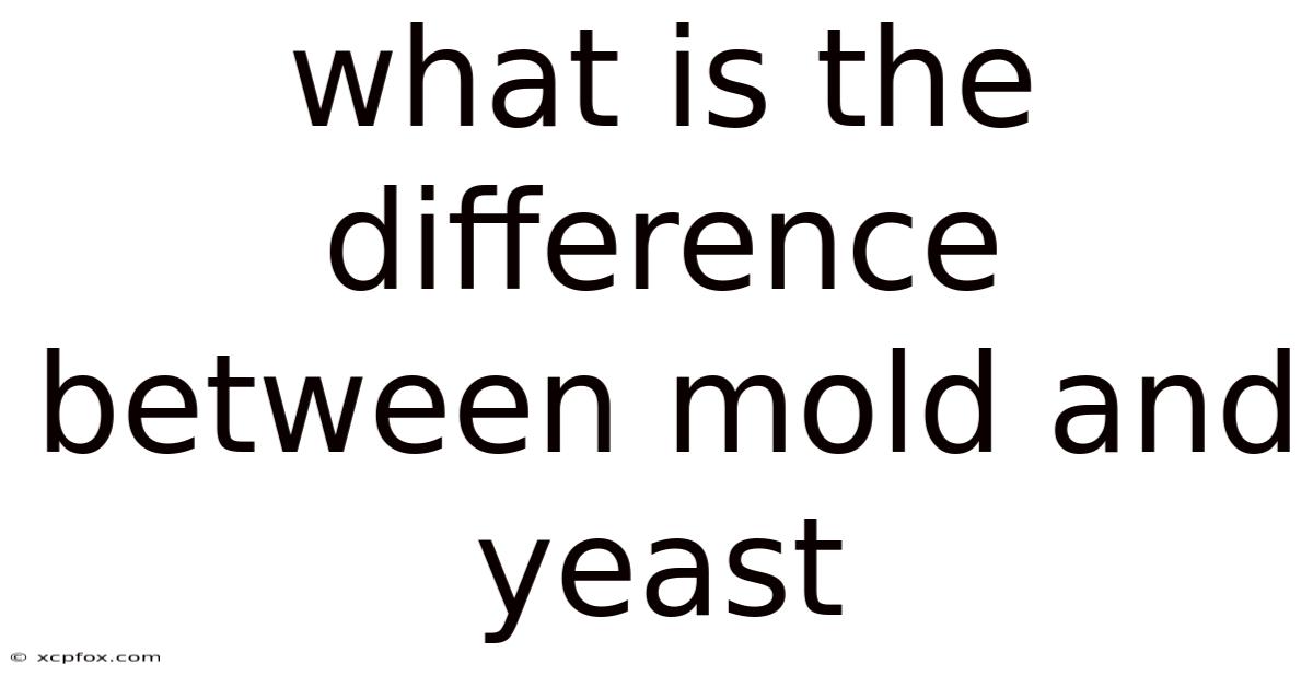 What Is The Difference Between Mold And Yeast
