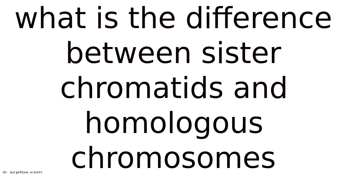 What Is The Difference Between Sister Chromatids And Homologous Chromosomes