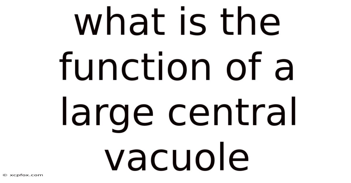 What Is The Function Of A Large Central Vacuole