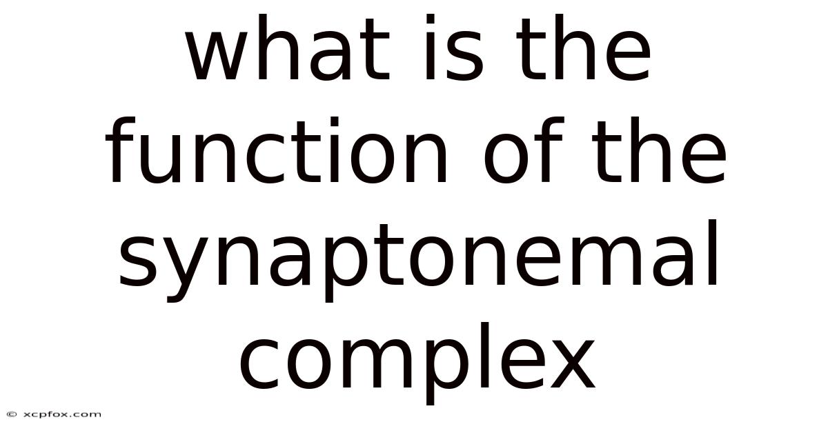 What Is The Function Of The Synaptonemal Complex