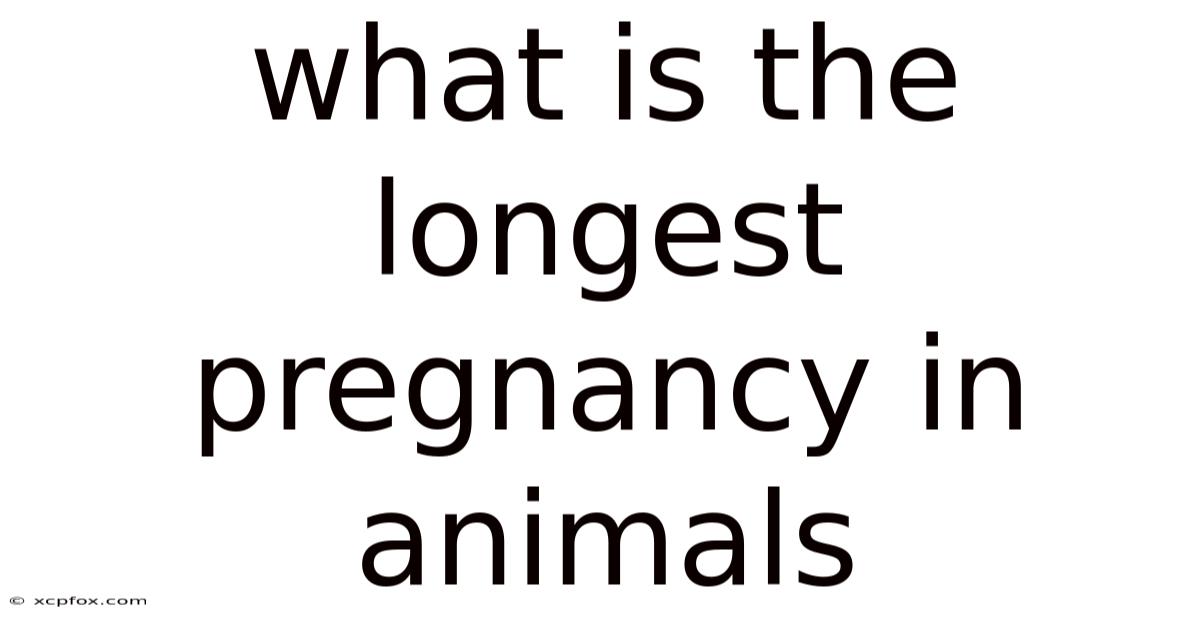 What Is The Longest Pregnancy In Animals