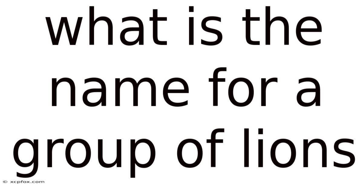 What Is The Name For A Group Of Lions