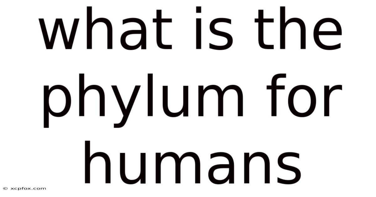 What Is The Phylum For Humans