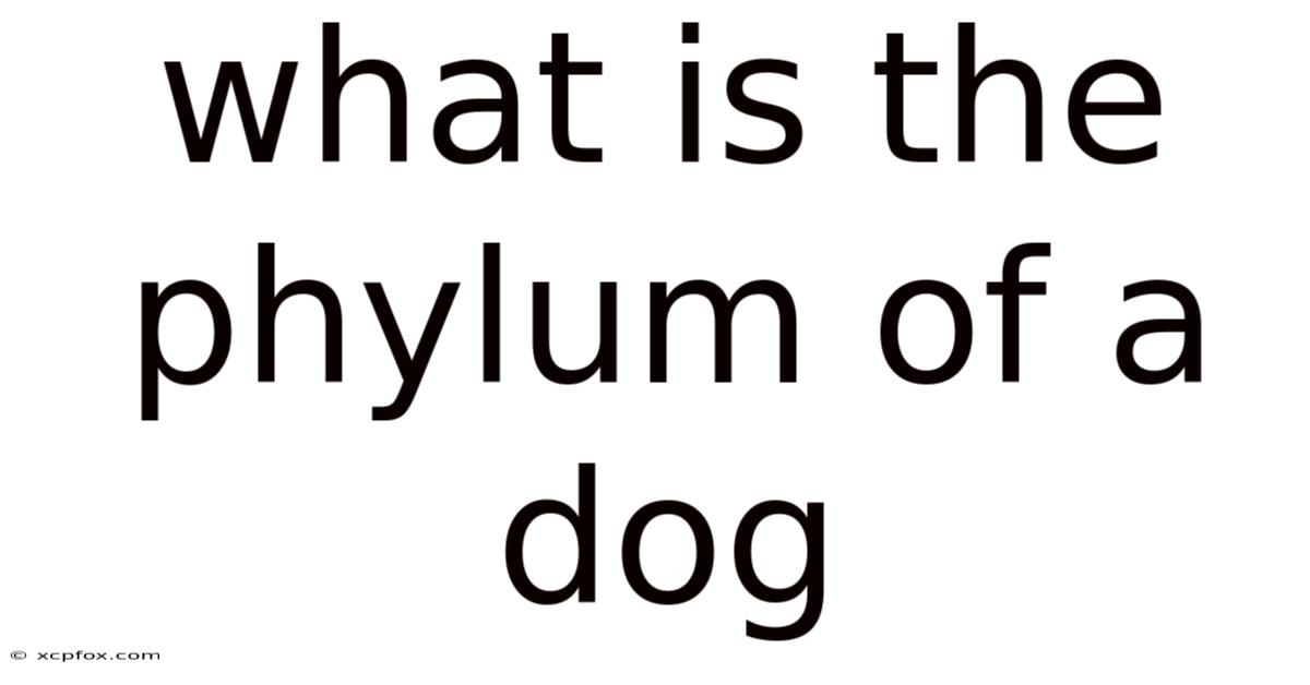 What Is The Phylum Of A Dog
