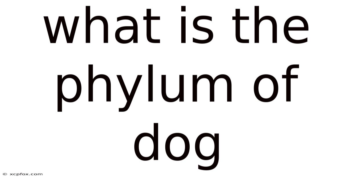 What Is The Phylum Of Dog