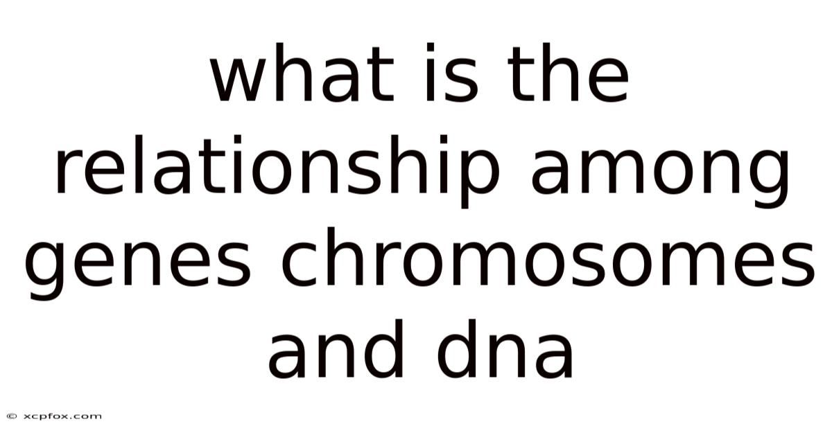 What Is The Relationship Among Genes Chromosomes And Dna