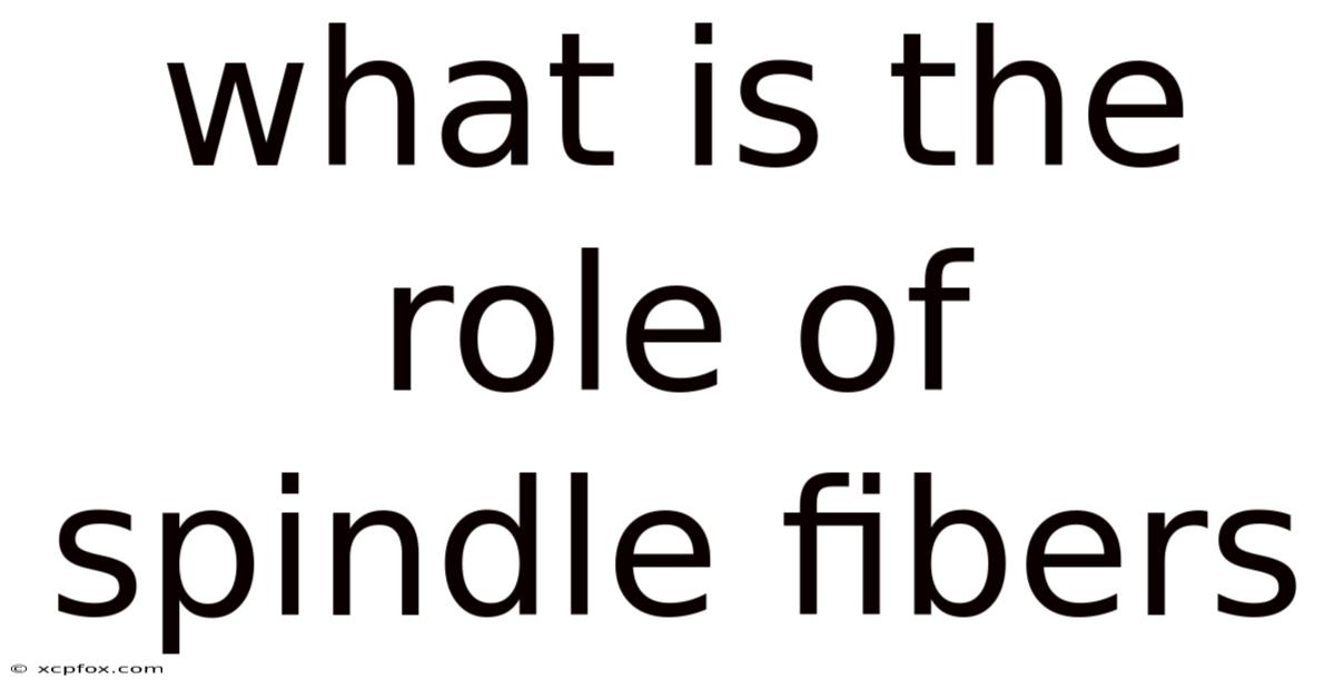What Is The Role Of Spindle Fibers