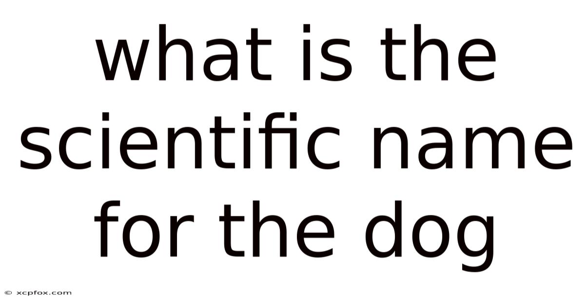 What Is The Scientific Name For The Dog