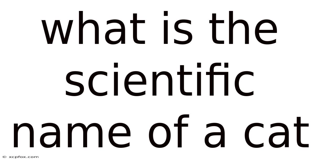 What Is The Scientific Name Of A Cat