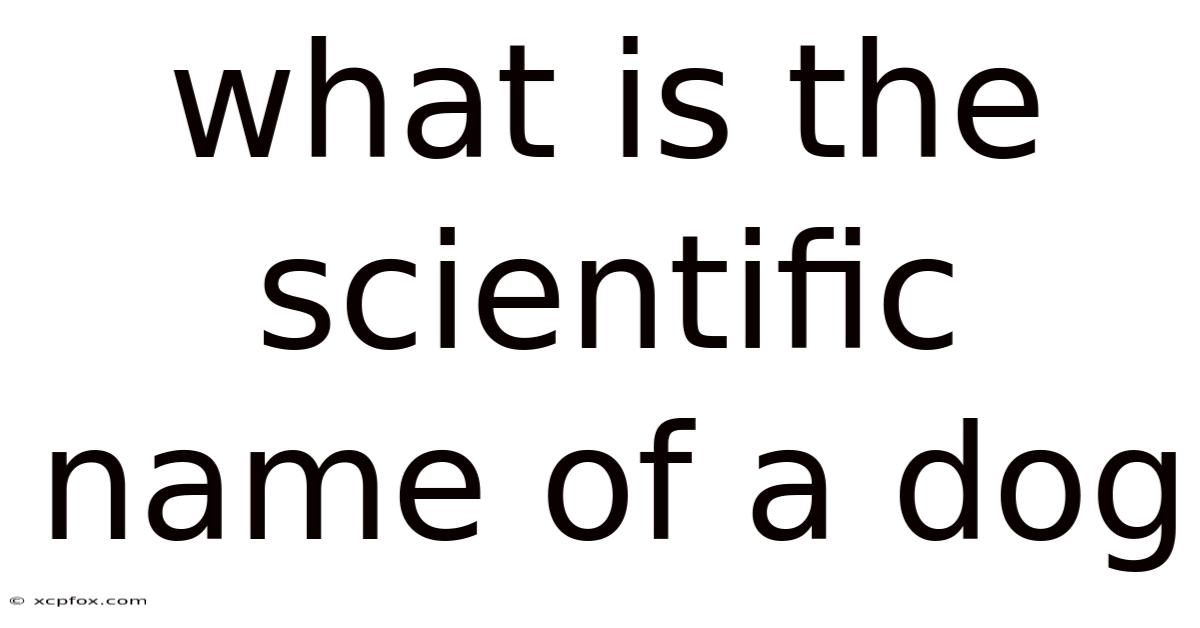 What Is The Scientific Name Of A Dog