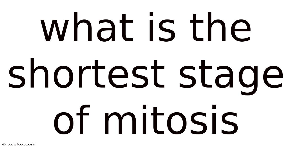 What Is The Shortest Stage Of Mitosis
