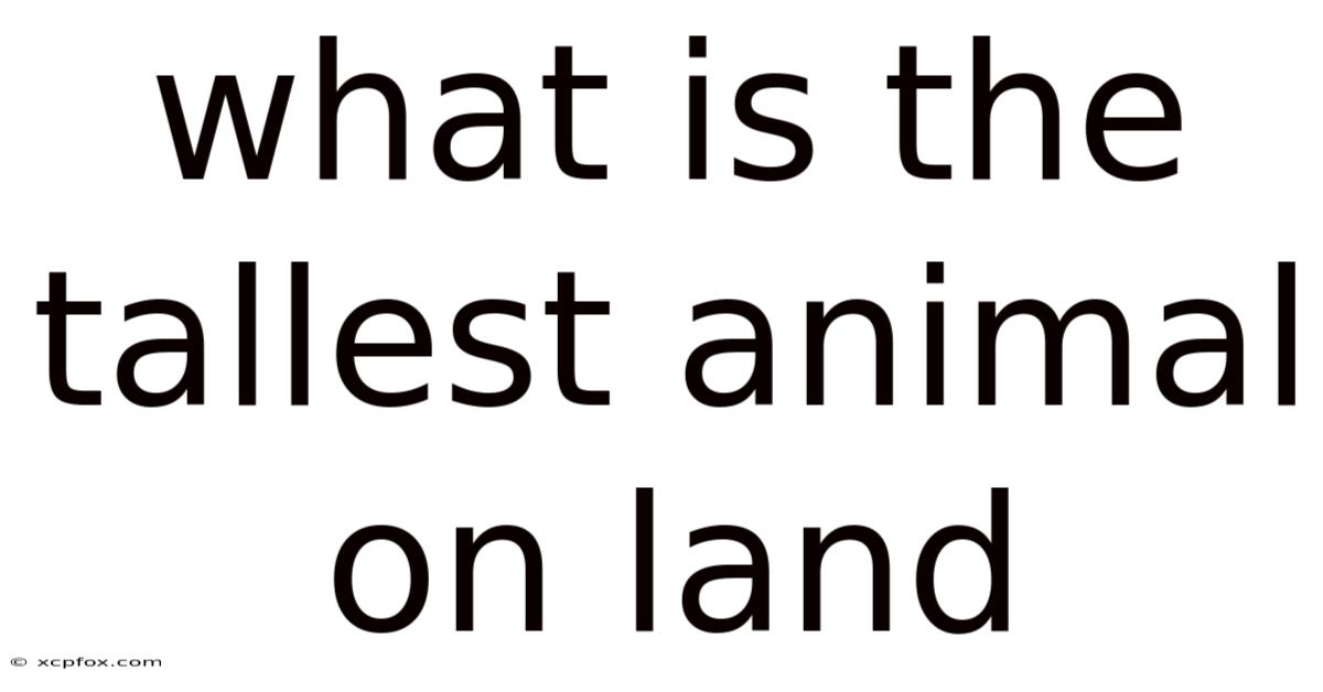 What Is The Tallest Animal On Land