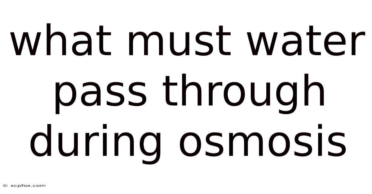 What Must Water Pass Through During Osmosis