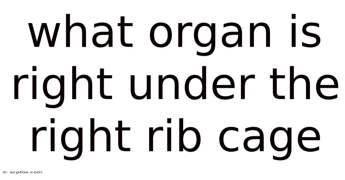 What Organ Is Right Under The Right Rib Cage