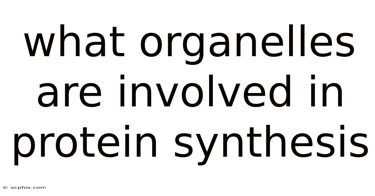 What Organelles Are Involved In Protein Synthesis