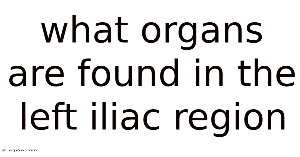 What Organs Are Found In The Left Iliac Region